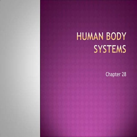 Human body systems