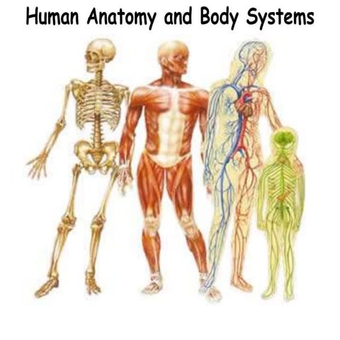 Human bodysystems