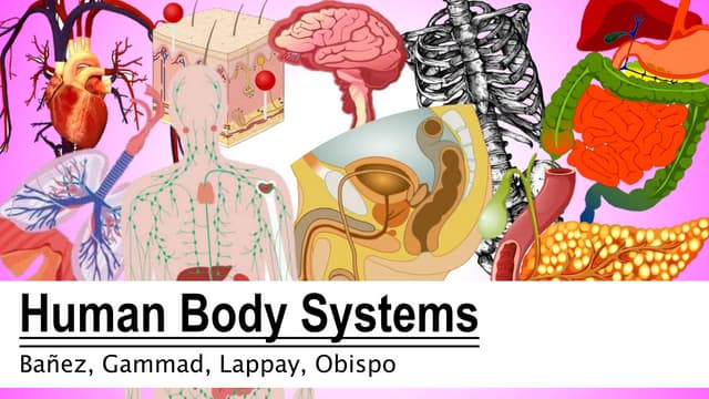 Anatomy and Biology the Human Body Systems Biology Diagrams
