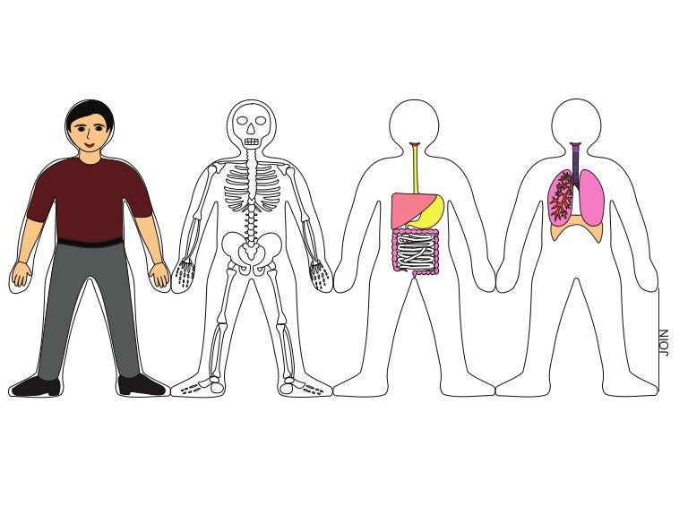 Human body systems color