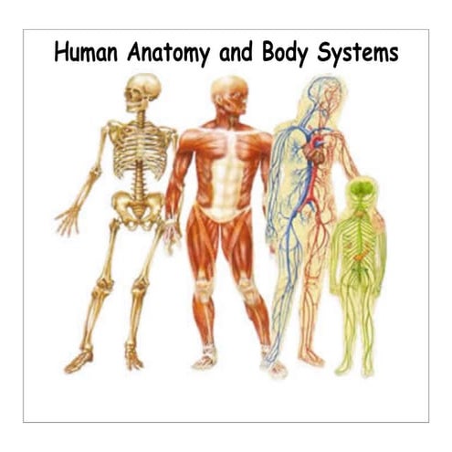 humanbodysystems_ppt.pdf