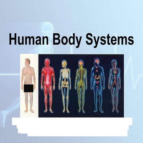 Human Body Systems types blood vessel mucles and glands