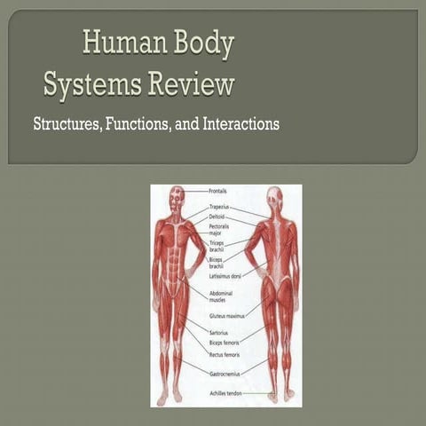 Human body systems review