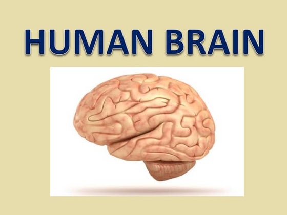 The human brain presentation | PPT