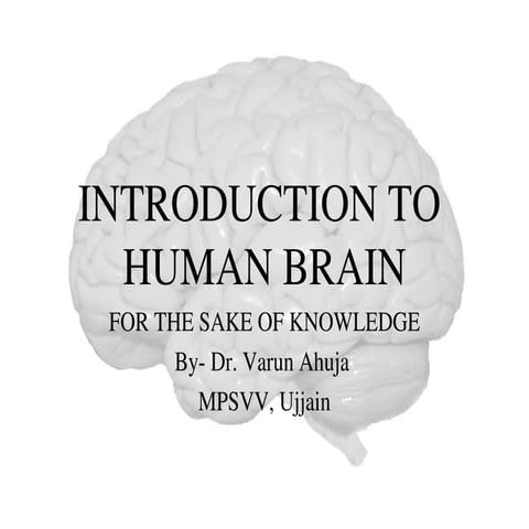 Comprehensive Introduction to Human Brain Lobes and Functions | PPT