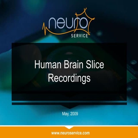 Human brain slices recordings