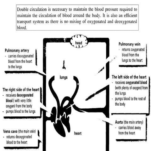 Human Circulation Halfpic | PPT