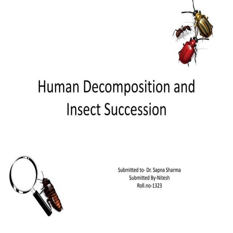 Human decomposition and insect succession