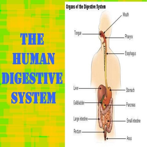 Humandigestivesystem 090814185124-phpapp02