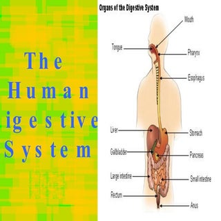 Human digestive system