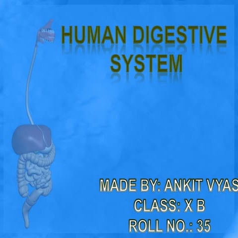 Human digestive system