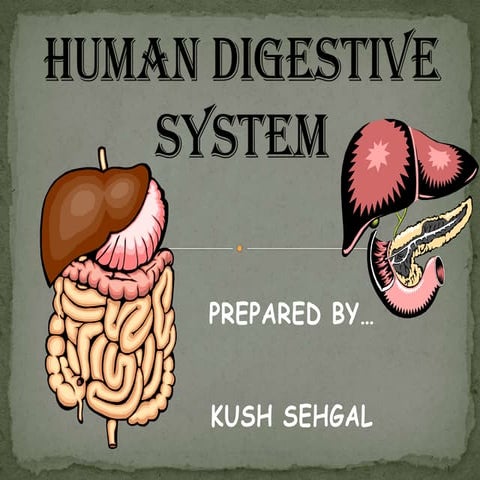 Human digestive system