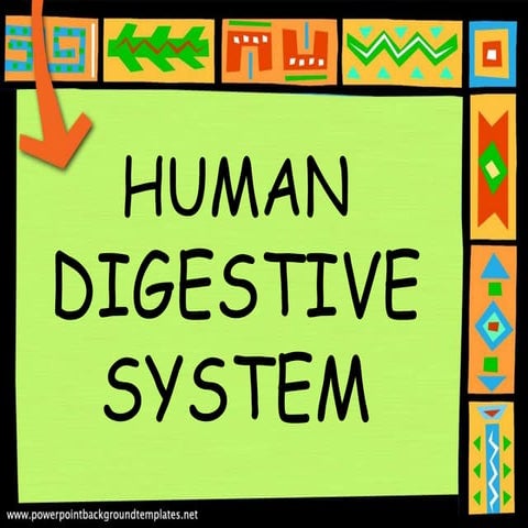 Human digestive system