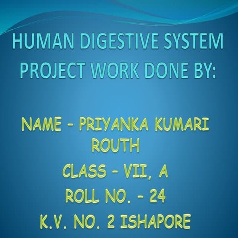 Human digestive system