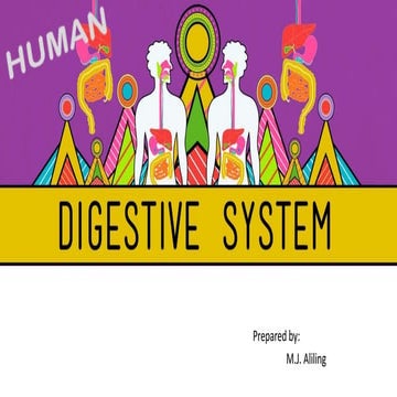 Human Digestive System