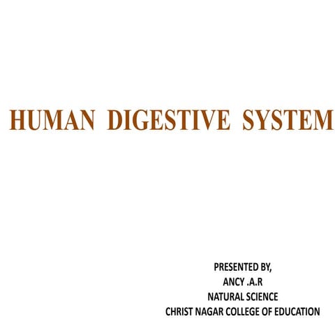 Human digestive system