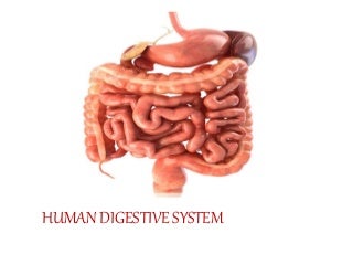 'human digestive system' on SlideShare