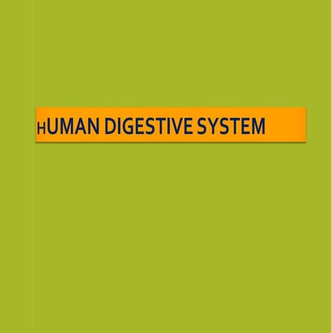 Comprehensive Overview of the Human Digestive System and Its Functions ...