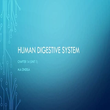 Human digestive sytem