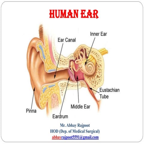 PPT Life Sciences Grade 12 Module 4 The Ear.pptx