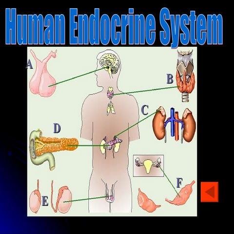  Human endocrine system