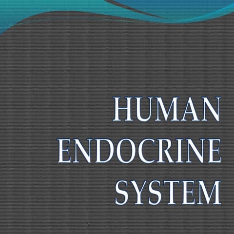 Human endocrine system