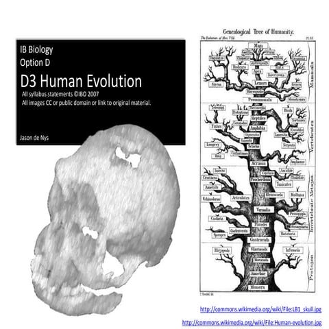 IB Biology Option D.3: Human evolution