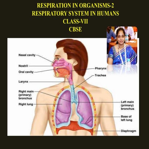 RESPIRATORY SYSTEM IN HUMANS
