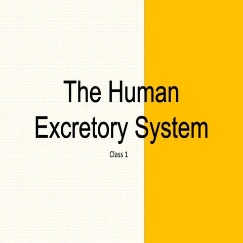 Human excretory system for Nurses Class 1.pptx