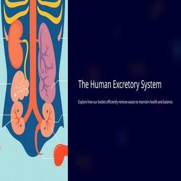 Human Excretory System Junior High School.pptx