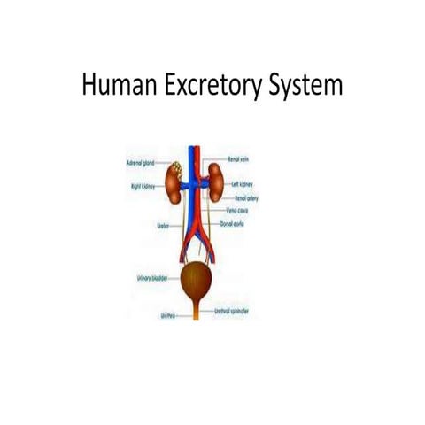 Human excretory system