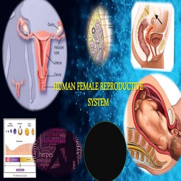 Human female reproductive system