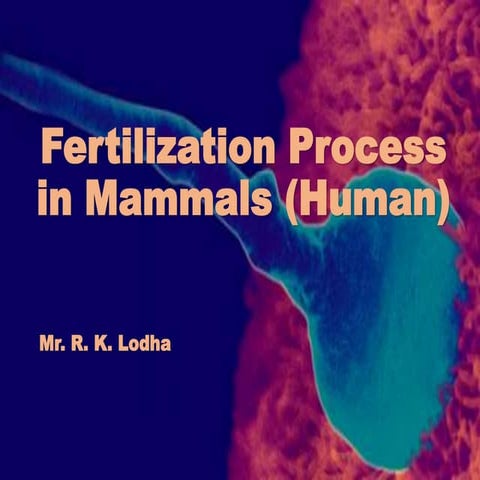 Human fertilization 