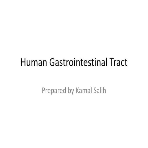 Human gastrointestinal tract