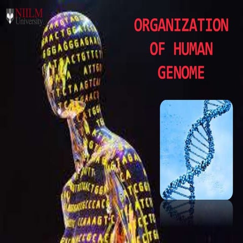 Human genome