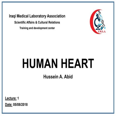 Human heart