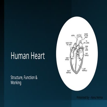 Comprehensive Overview of the Human Heart: Structure, Function, and ...