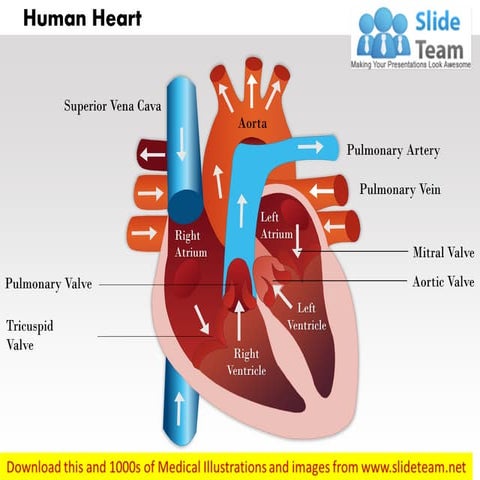 Human heart medical images for power point 2