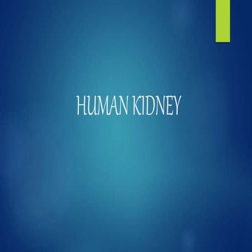 Human kidney,structure and functions of kidney