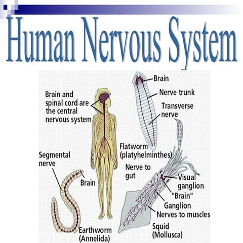  Human nervous system