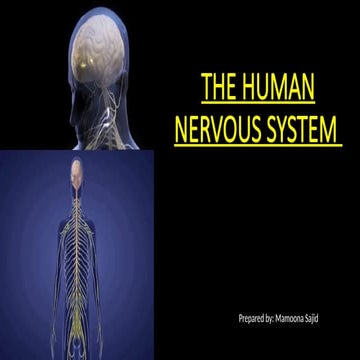 HUMAN NERVOUS SYSTEM  power point presentation