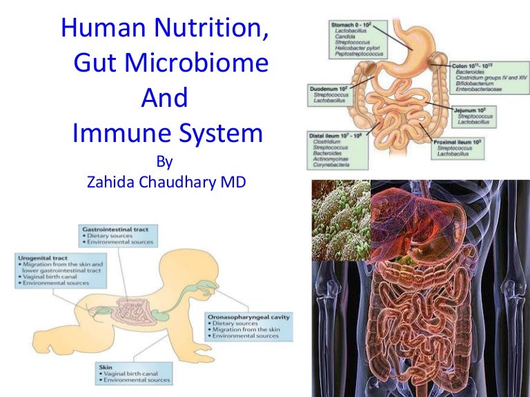 Immune System And Gastrointestinal >> Human Nutrition Gut Microbiome And Immune System Immune System And Gastrointestinal >> Human Nutrition Gut Microbiome And Immune System