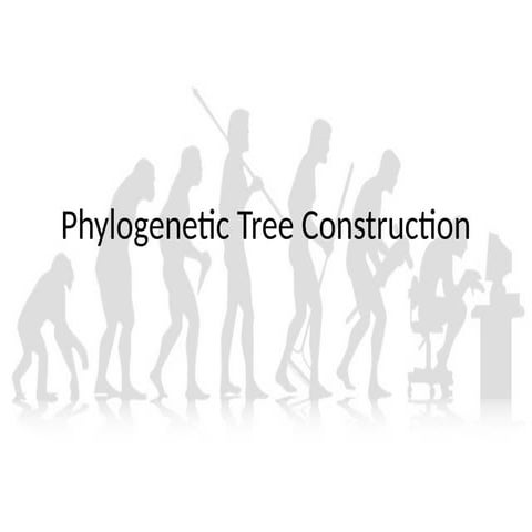 human phylogetic contrution of evolution tree.pptx