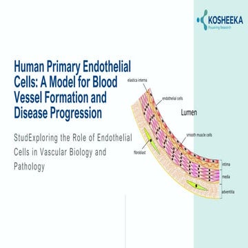 Human Primary Endothelial Cells: A Model for Blood Vessel Formation and ...