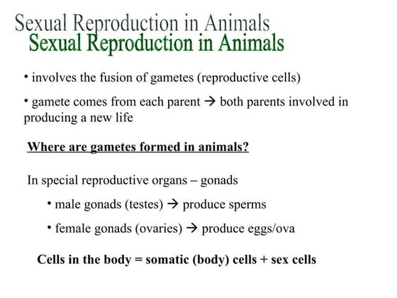 Natural Sciences Grade 9 Human reproduction | PPT