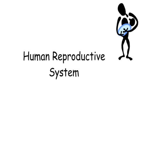 Human reproductive System