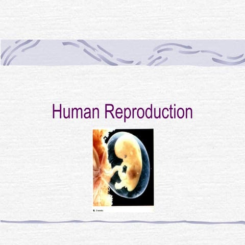Human reproduction