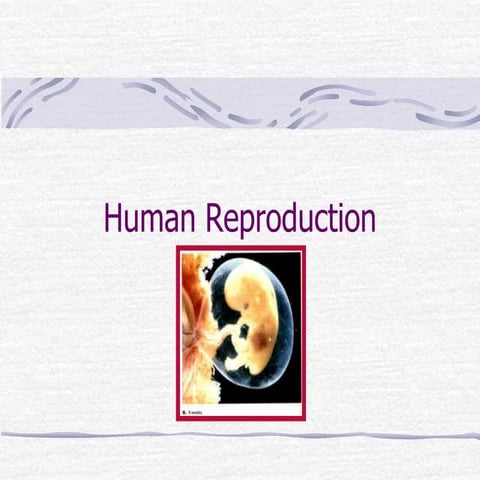Human Reproduction.ppt