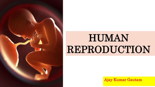 HUMAN REPRODUCTION .pptx class XII Biology | PPTX