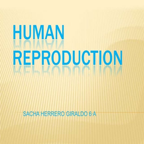 Human reproduction by Sacha